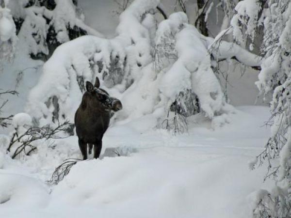 wildlife in the forest