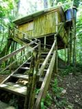 bamboo tree top houses