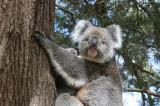 great place to see koalas