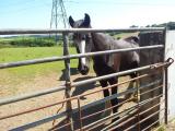 horses on the farm