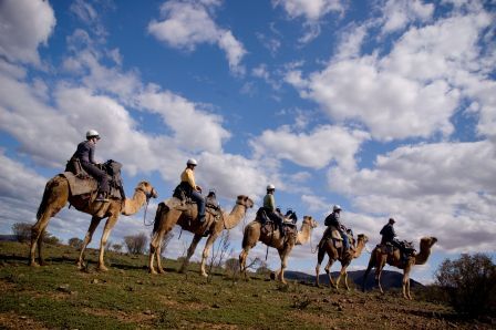 camels